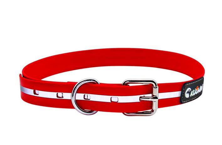dog collar 3